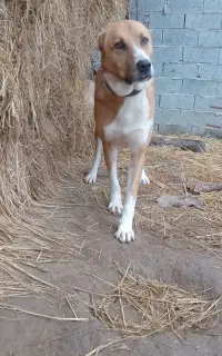 سگ نر ا د م گ ی ر