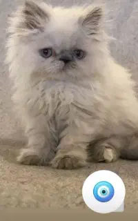 پرشین سوپر فلت شولاین