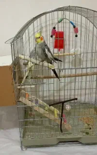 قفس پرنده