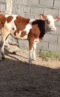 یک عدد گوساله سیمنتال ماده