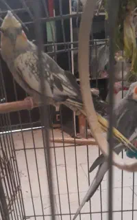 مرغ عروس نر وماده سالم