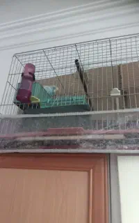 چهارتا باهم به همراه قفس