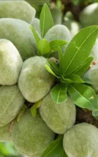 خریدار بادام تر شما