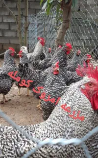 فروش ویژه ی امروک بصورت ست وتکی