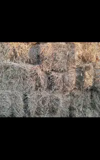 یونجه