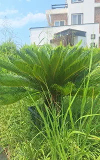 سیکاس