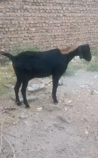 ‌بزا