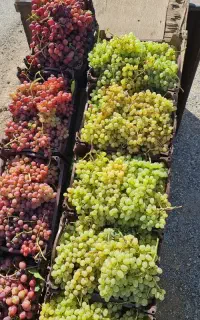 انگور عسگری و سیاه (شیره ای،کشمش)