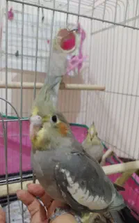 عروس هلندی