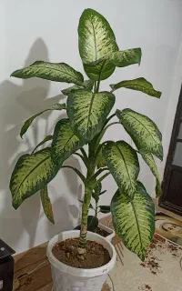 گل دیفن باخیا