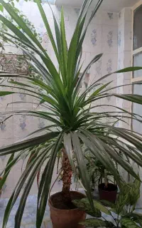 گل و گیاه