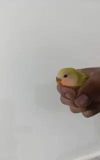 جوجه کوتوله