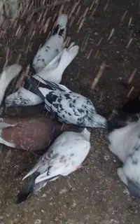 خرگوش نرو ماده