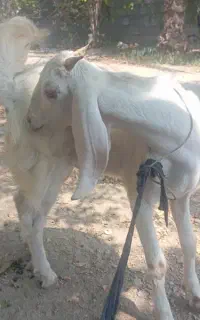 کهر نر.