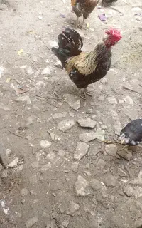 خروس و مرغ محلی