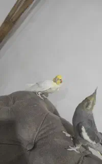 عروس سخنگو با عروس ماده