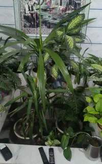 فروش گل