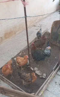 مرغ محلی