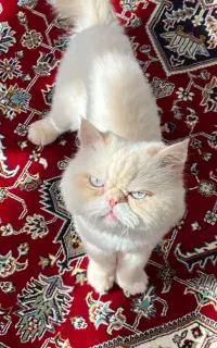گربه پرشین کرمی