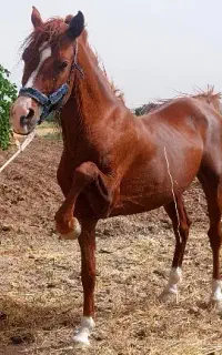 اسب