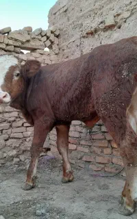 گوساله سیمینتال قرمز