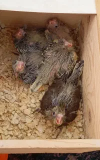 جوجه عروس هلندی سرلاکی