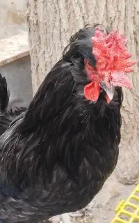 مرغ وخروس سلطان دوتا