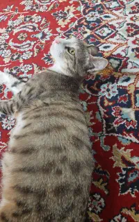 واگذاری گربه ۱ ساله