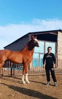فروش اسب سیلمی