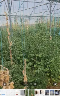 یونجه