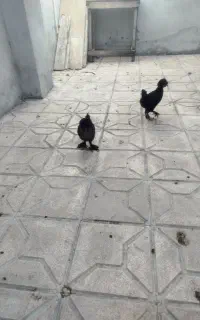 جوجه کاکولی زینتی