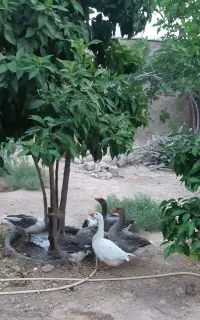غاز