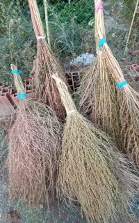 جارو دستی