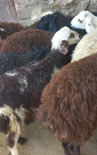 بیست راس بره افشاری