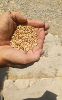 فروش بذر ترتیکاله