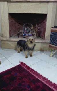 لورک شایر ماده فحل