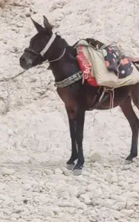 کره قاطر بخته