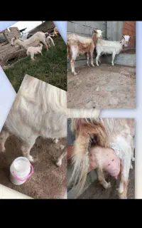 بز سانن شرکتی و محلی شیری