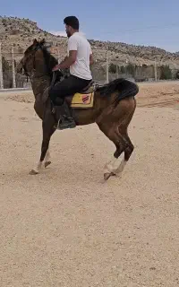 سیلمی دره شوری جهت کشش، فوق دمگیر