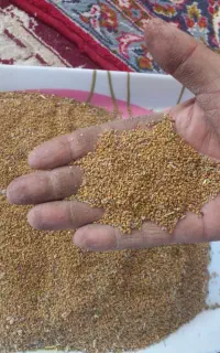 بذر یونجه رنجر امریکایی