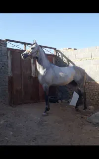 نریان ۷ ساله یک سر عرب