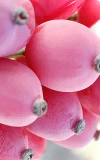 خریدار زرشک پفکی به صورت نقدی و فروش زرشک پفکی
