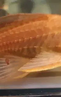 لجنخوار ۱۵ سانتی