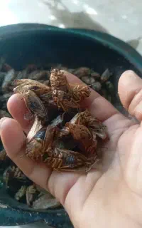 جیرجیرک