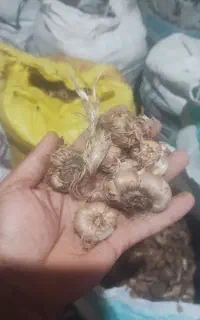 پیاز زعفران وامنان