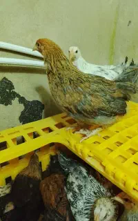 جوجه