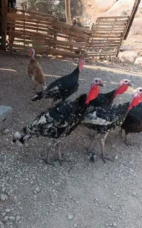 بوقلمون برنز نر و ماده
