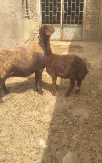 میش جوان با بره ماده