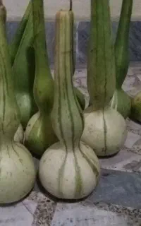 کدو قلیانی (تزیینی)