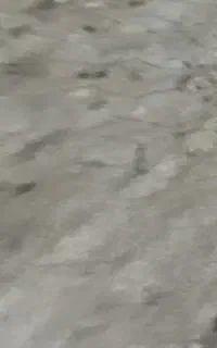 کبوتر